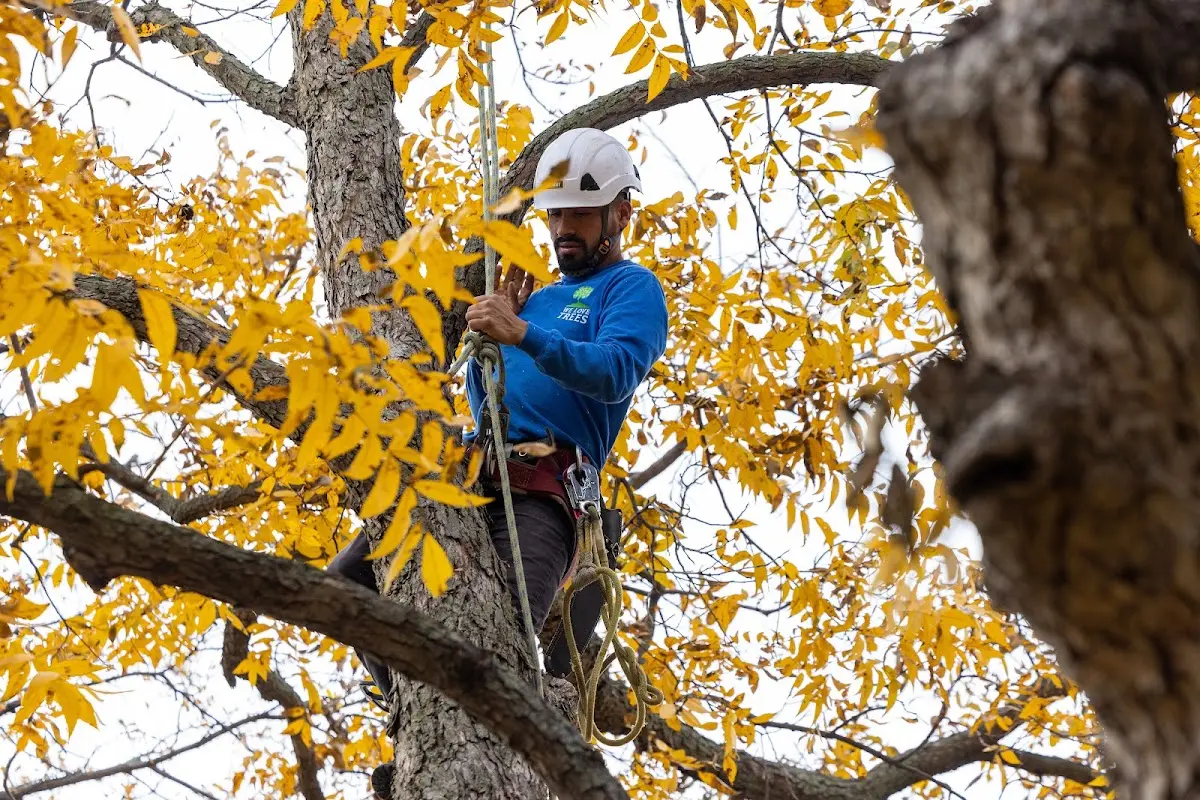 Skilled Tree Trimming crew working in Clearfield